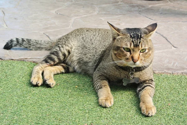 Gris Adulto Grasa Gato Encuentra Suelo — Foto de Stock