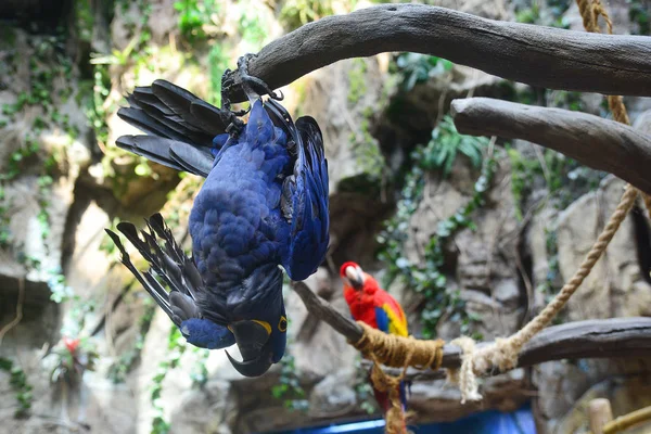 Grappige Ara Papegaai Opknoping Ondersteboven Vertakking Van Beslissingsstructuur Blue Bird — Stockfoto