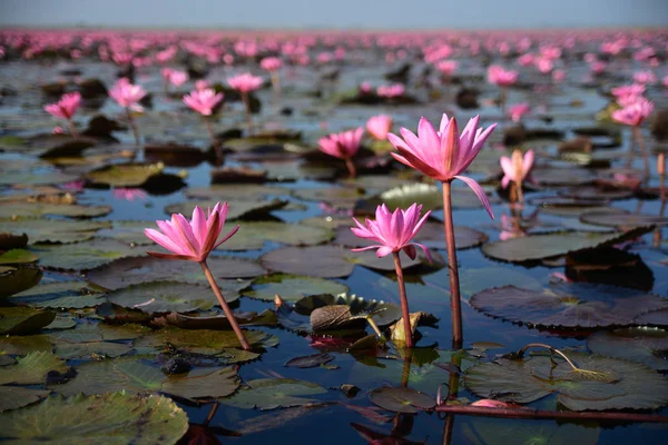 Lake of beautiful blooming pink lotus at Nong Han Lake national — Stock Photo, Image