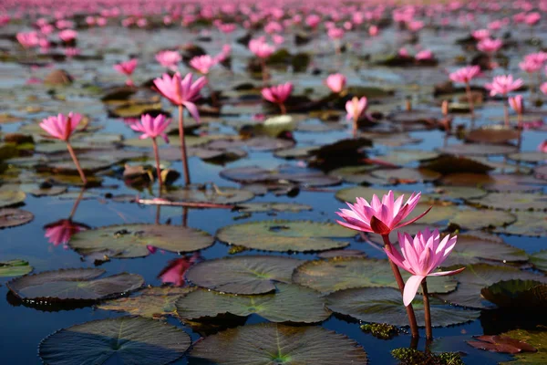 Lago de belo lótus rosa florescendo em Nong Han Lake nacional — Fotografia de Stock