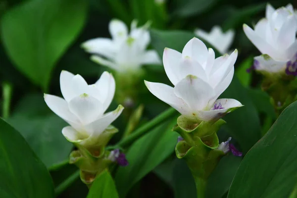 Siam Tulpen Blumen auf grünem Hintergrund — Stockfoto