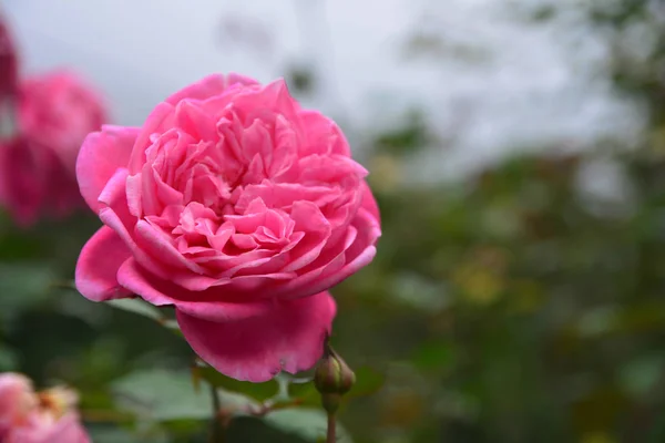Rosa rosa fiore su sfondo foglia verde — Foto Stock