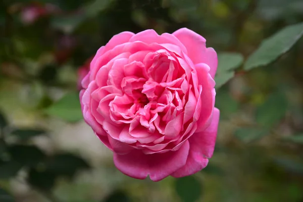 Pink rose flower on green leaf background — Stock Photo, Image