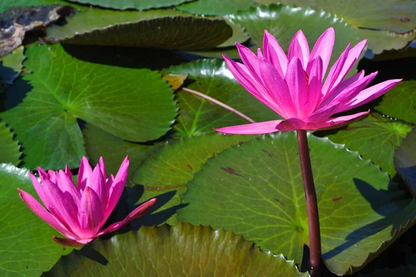 Kvetoucí Lotosový květ v rybníku, Růžový lotos — Stock fotografie