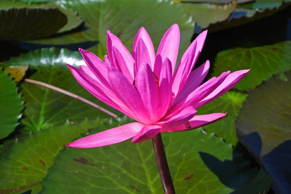 Blühende Lotusblume im Teich, rosa Lotus — Stockfoto