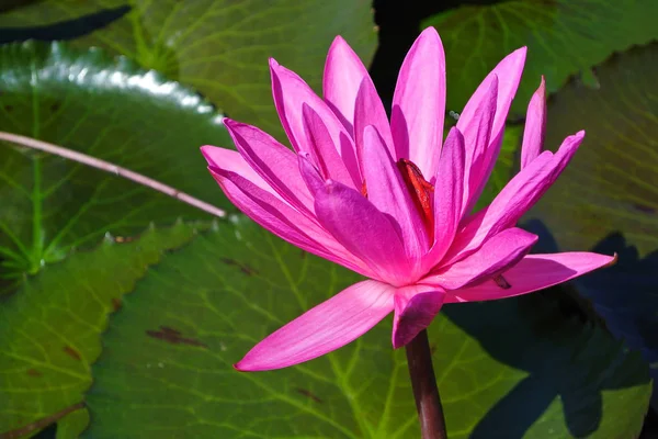 Цветущий цветок лотоса в пруду, розовый лотос — стоковое фото