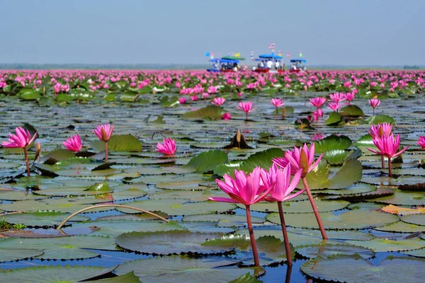 Озеро красивого цветущего розового лотоса на национальном озере Нонг Хань — стоковое фото