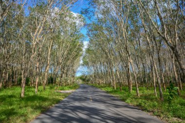 Kauçuk ağacı orman rulo Güney Tayland