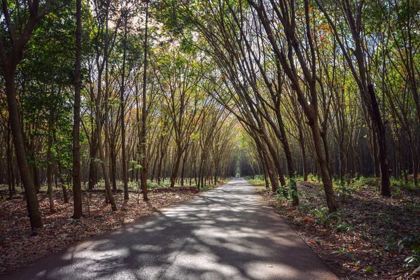 Rouleau de forêt d'arbres en caoutchouc du sud de la Thaïlande — Photo