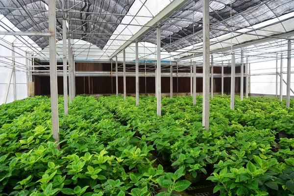 Orto idroponico biologico. Piante in serra, O — Foto Stock