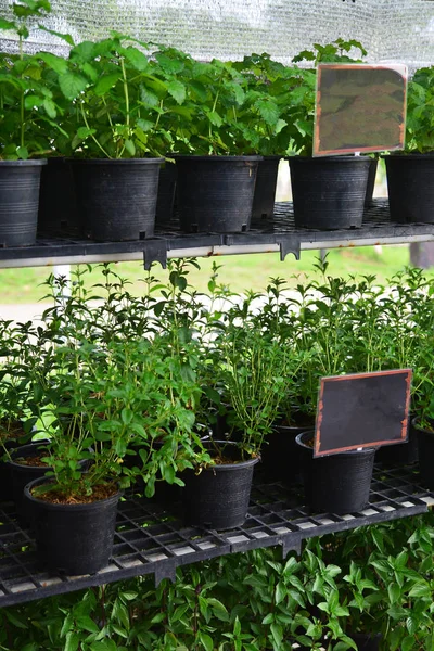 Organic hydroponic vegetable garden. Plants in the greenhouse, O — Stock Photo, Image