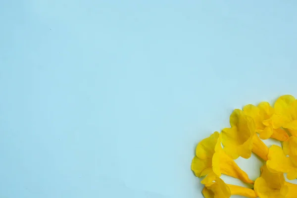 Творческая плоская раскладка желтых цветов на розовом фоне. Фабрегас — стоковое фото