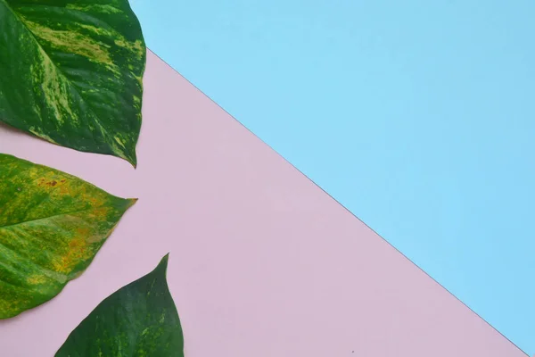 Креативная плоская раскладка листьев на розовом фоне. Фабрегас — стоковое фото