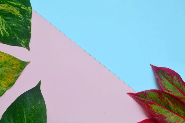 Pose plate créative de feuilles tropicales colorées sur fond rose — Photo