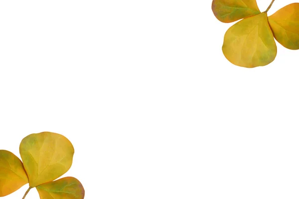 Творческая композиция из желтых листьев выделяется на белом фоне. M — стоковое фото