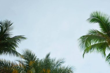 Kopya alanı ile Tropikal hindistan cevizi palmiye ağacı soyut arka plan, 