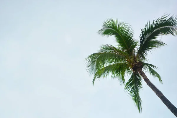 Coco tropical palmeira abstrato fundo com espaço de cópia , — Fotografia de Stock