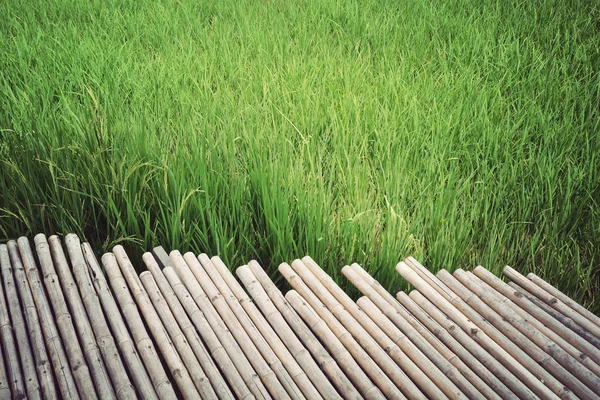 Pasarela vacía del puente de bambú en campos de arroz verde, naturaleza backgro — Foto de Stock