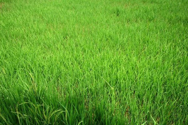 Campo de arroz verde al amanecer, fondo — Foto de Stock