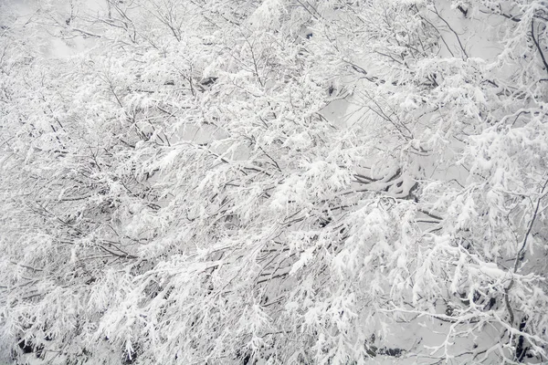 Äste von Bäumen auf Schnee im Hintergrund, Winterlandschaft. — Stockfoto