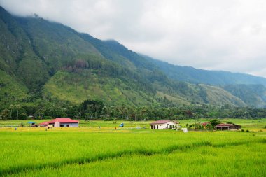 Dağ fro katmanları ile yeşilpirinç teraslı alan