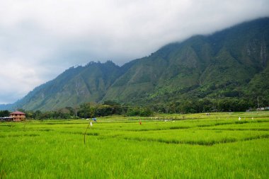 Dağ fro katmanları ile yeşilpirinç teraslı alan