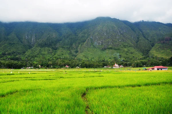 Groen rijstterrassen veld met de lagen van de berg fro — Stockfoto