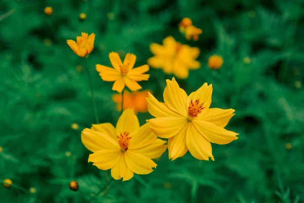 Flores cosmos amarelas florescendo no campo — Fotografia de Stock