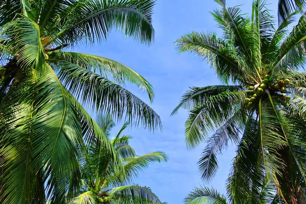 Palmera de coco con cielo azul, hermoso fondo tropical, S — Foto de Stock