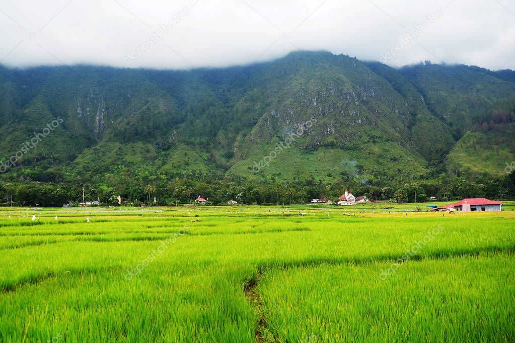 Greenery rice terraced field with the layers of the mountain fro