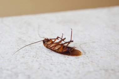 Katta izole ölü hamam böceği