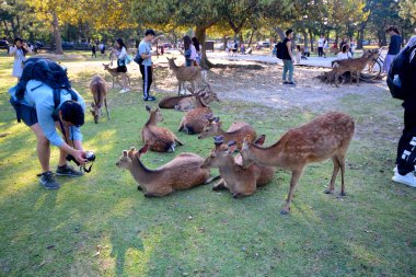 Nara, Japonya - 23 Mayıs 2019 : Nara Park popüler turistlerden biri