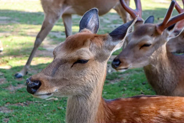 Veados de Nara são os símbolos do Parque Nara, e são acr famoso — Fotografia de Stock