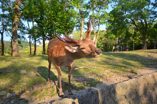 Los ciervos de Nara son los símbolos del Parque Nara, y son famosos acr — Foto de Stock