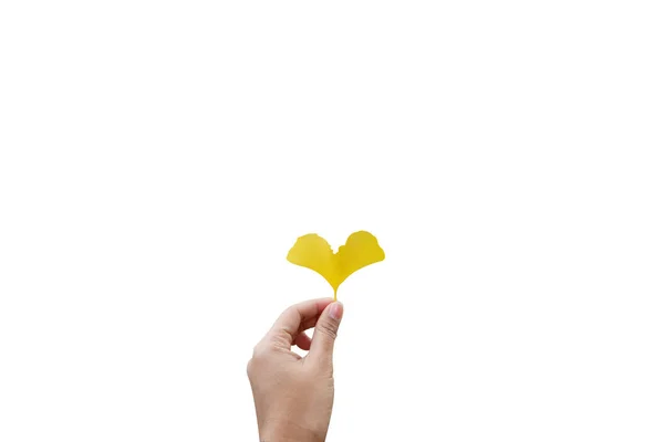 A hand holding autumn yellow ginkgo leafs Isolated on white back — Stock Photo, Image