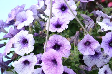 Bazı taze bahçe petunyaların bir closeup tam kare görünümü.