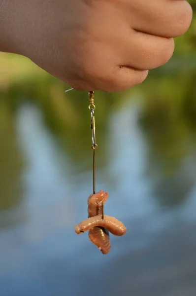 Niño Muestra Gusano Que Puesto Caña Pescar Gancho — Foto de Stock