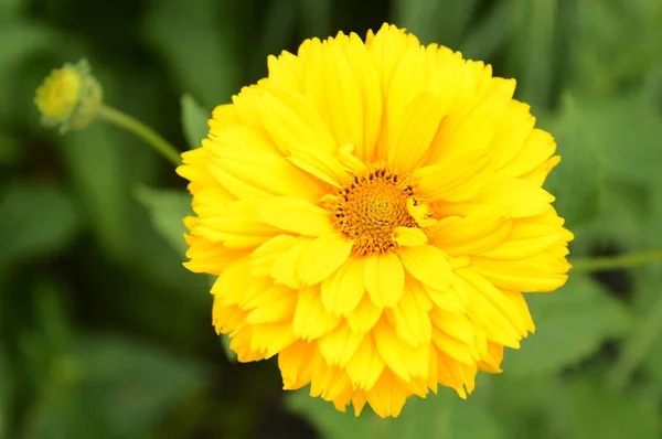 Vista Perto Uma Das Flores Amarelas Jardim — Fotografia de Stock