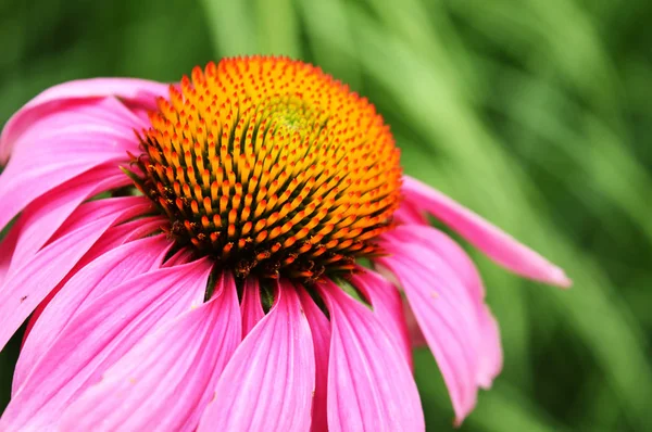 Närbild Bild Ecenasia Blomma Med Ljusa Färger — Stockfoto