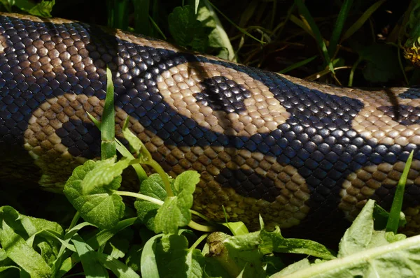 저울과 햇살에서 Python에 표시의 사항을의 — 스톡 사진