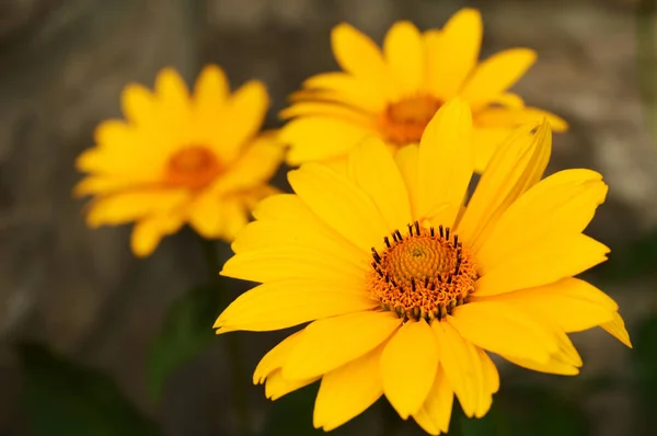 Horisontell Tre Gul Tusensköna Familj Blommor Trädgården — Stockfoto