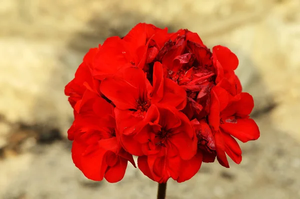 Resim Çerçevesinin Ortasında Odaklı Kırmızı Çiçekler — Stok fotoğraf