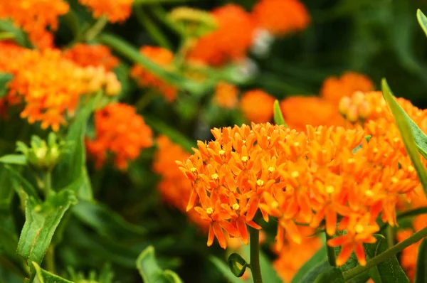 Zbliżenie Obrazu Klastra Pomarańczowe Kwiaty Ogrodzie — Zdjęcie stockowe