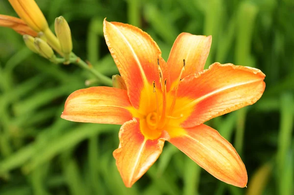 Полный Вид Цветущий Цветок Этой Тигровой Лилии — стоковое фото