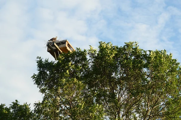 Vue Imprenable Nid Balbuzards Construit Sur Poteau Pour Conservation Espèce — Photo