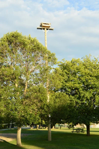 Nido Osprey Poste Para Conservación Especie — Foto de Stock