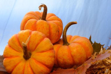 Cadılar Bayramı, Şükran veya sadece sonbahar tasarımlar için göstermek için sonbahar dekoratif sahne.