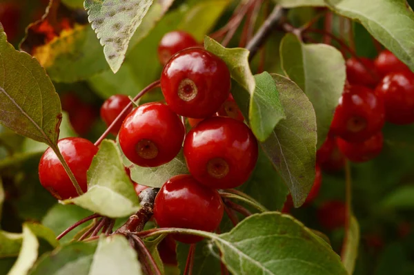 Veduta Ravvicinata Alcune Ciliegie Fresche Mature Albero Ciliegio Vivace — Foto Stock