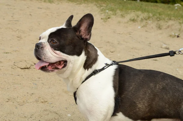 Baş Omuzlar Gündüz Saatlerinde Plajda Bir Köpek Güzel Fransız Buldozer — Stok fotoğraf