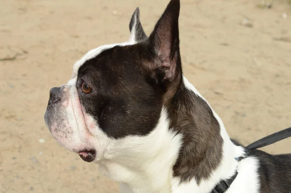 Closeup Profile View Head Beautiful French Bulldog Breed Dog Beach — Stock Photo, Image